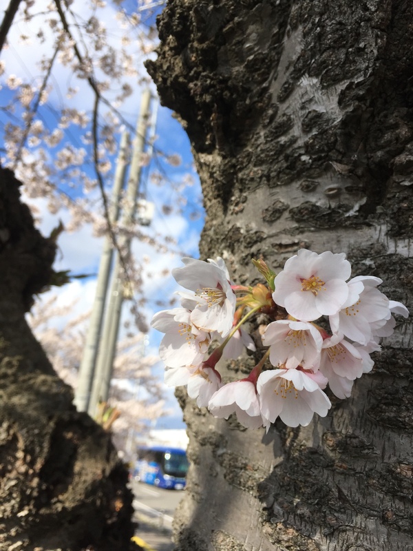 メインスタンド正面入口前の桜並木