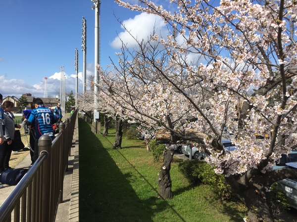 バックスタンド側桜並木