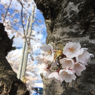 メインスタンド正面入口前の桜並木