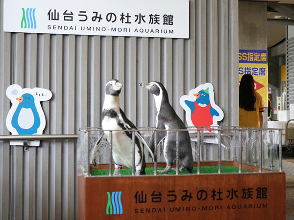 ペンギンの『そよちゃん』と『ルージュちゃん』