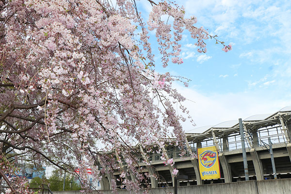 咲き誇る枝垂れ桜