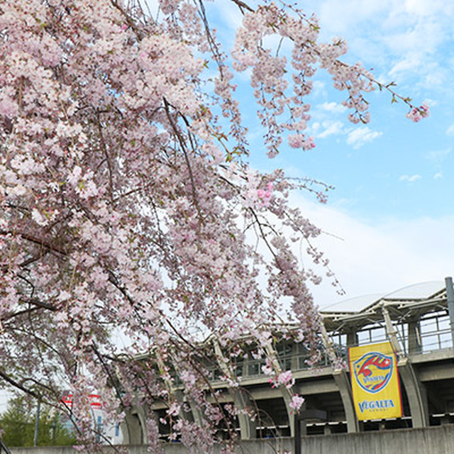 咲き誇る枝垂れ桜