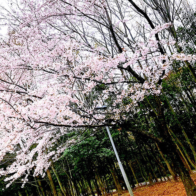 スタジアム周辺でしっかりと咲いていた桜