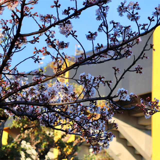 日立台自慢の桜も満開です