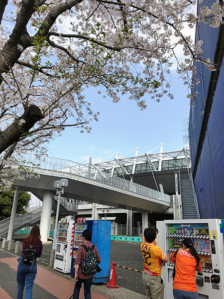 周辺の桜は満開！