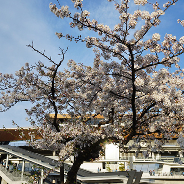 満開を迎えた等々力の桜　