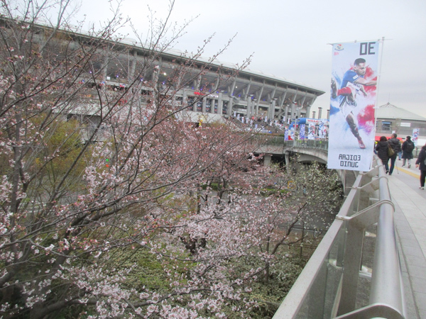 スタジアム横の桜も開花