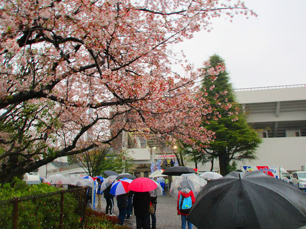 ニッパツの桜が咲き誇っています