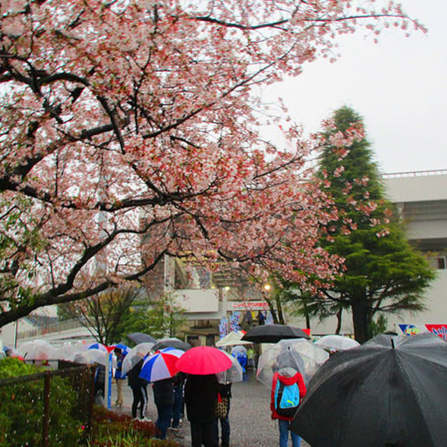 ニッパツの桜が咲き誇っています