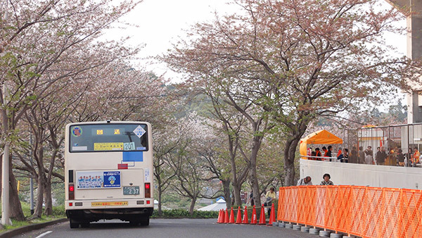 日本平名物の桜並木