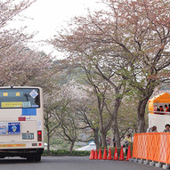 日本平名物の桜並木