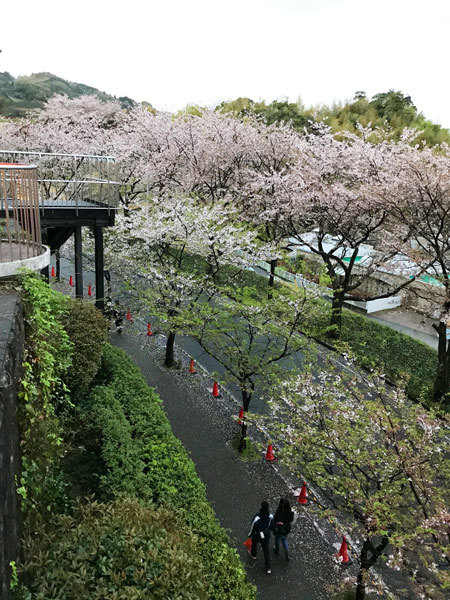 種類にはよってはまだまだ十分楽しめます