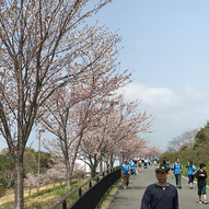 スタジアムへと続く桜並木