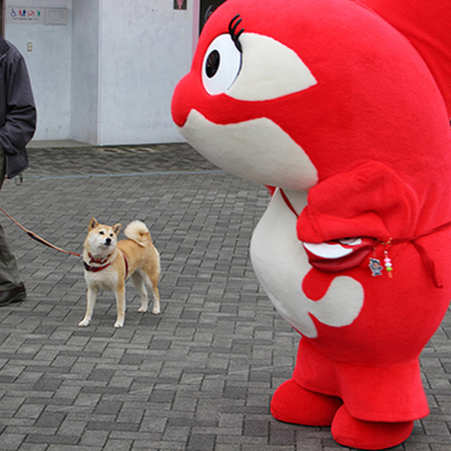 散歩中の犬も思わず見とれるグララの美貌