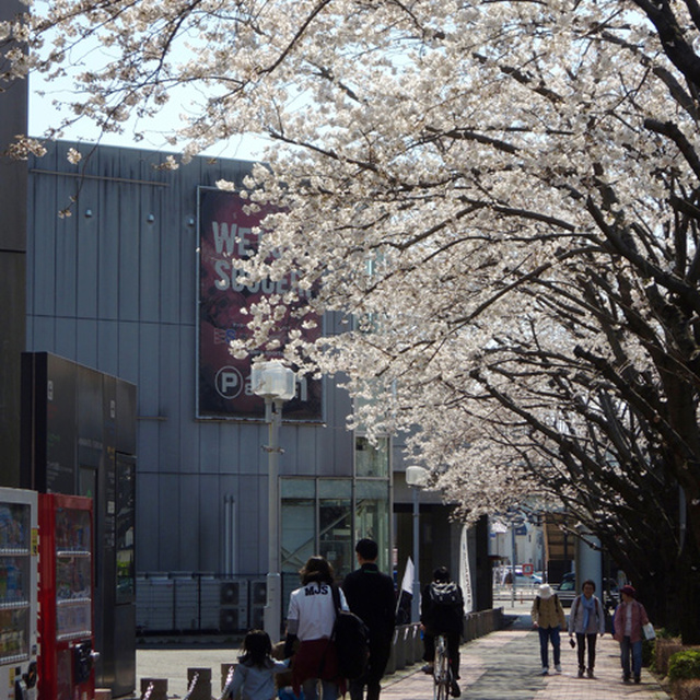 春限定の味スタ名物「スタジアム周辺の桜並木」