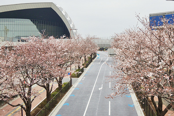 満開になるのが楽しみな桜並木