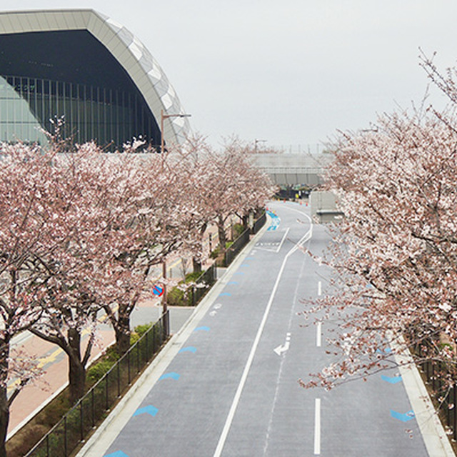 満開になるのが楽しみな桜並木