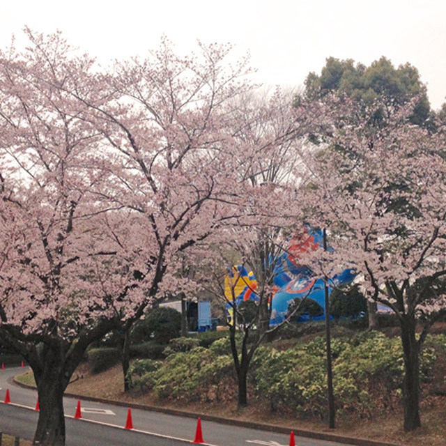 ゼルビーランド下の桜も満開に