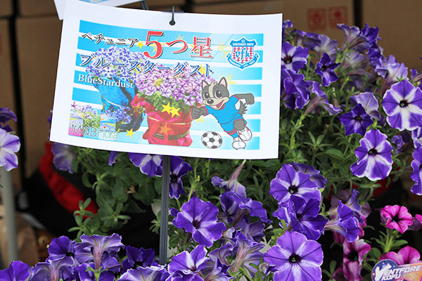 新監督の初陣を飾る花