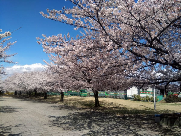 西南公園のサクラも今日は満開！