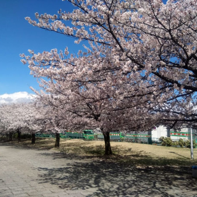 西南公園のサクラも今日は満開！