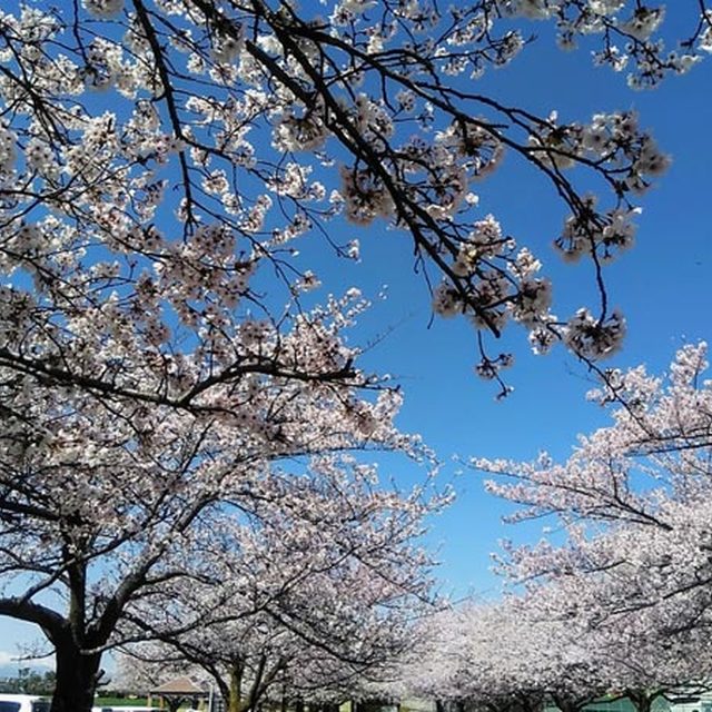 西南公園の桜が満開です