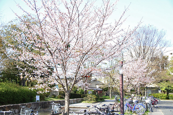 京都の桜は今が見ごろ