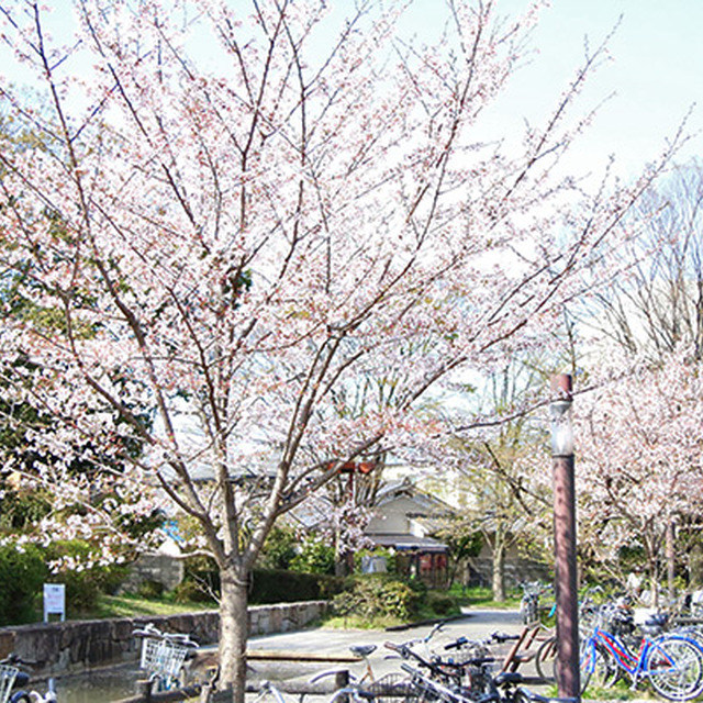 京都の桜は今が見ごろ