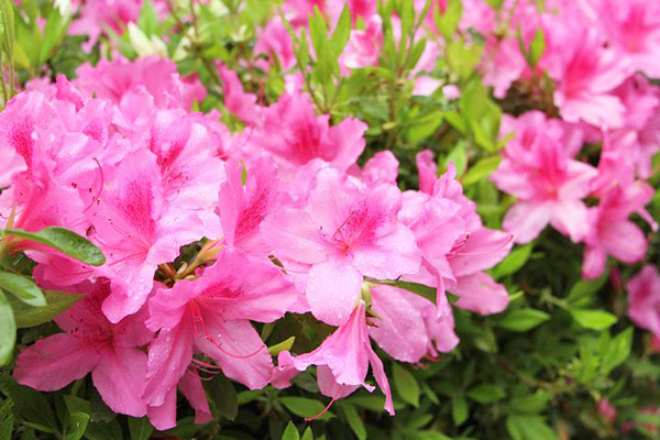 桜の次はつつじの季節