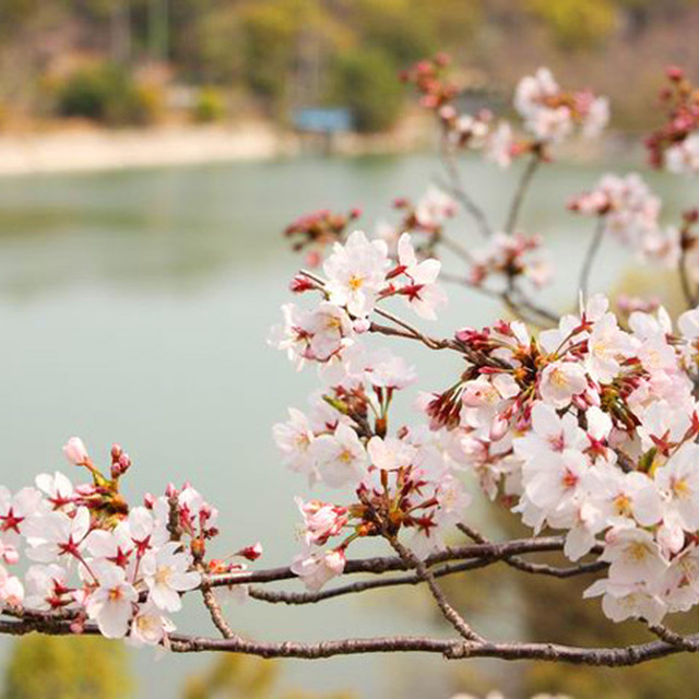 スタジアムの裏には桜が広がります