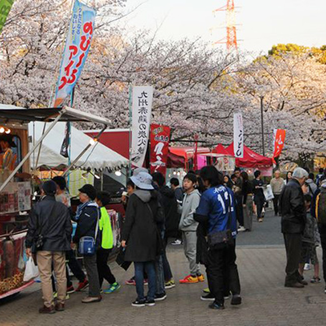 見事に満開の桜