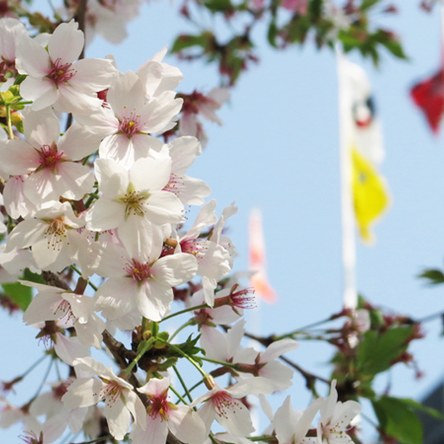 桜の見頃はあと少し