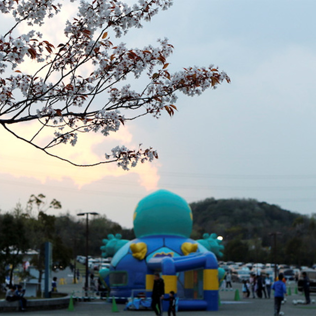 夕暮れ時の桜とふわふわニータン