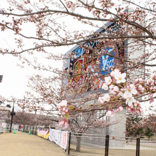 芝生席でお花見はいかがでしょうか