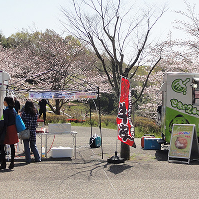 周辺の桜は五分咲き程度