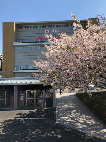 スタジアム横の桜は花が散り葉桜に