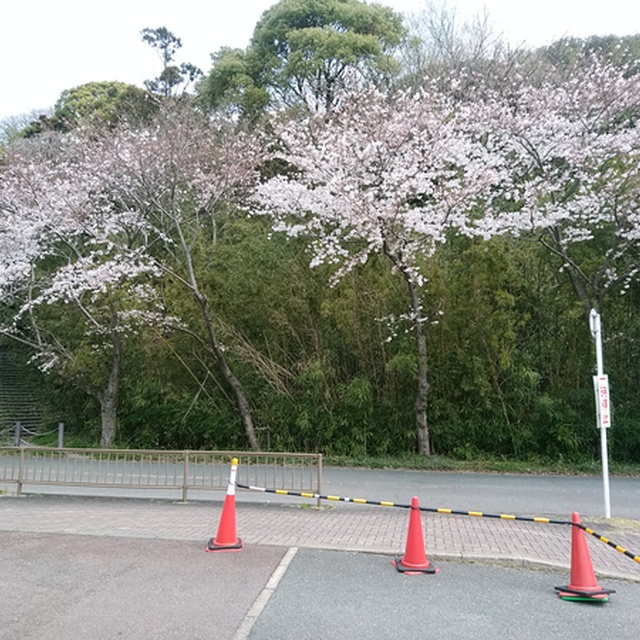 アクシオン駐車場内。満開に近いです。