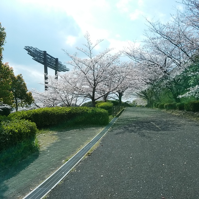 桜のトンネル