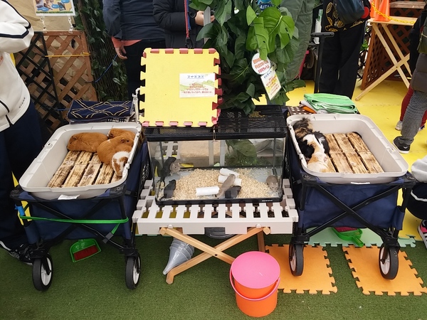 この日は出張動物園も