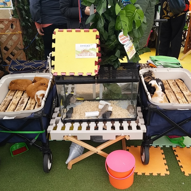 この日は出張動物園も