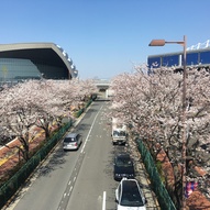 味スタの正面入り口に繋がる遊歩道から見える桜並木がキレイでした！