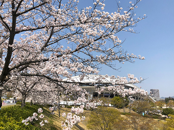 絶好の花見日和！