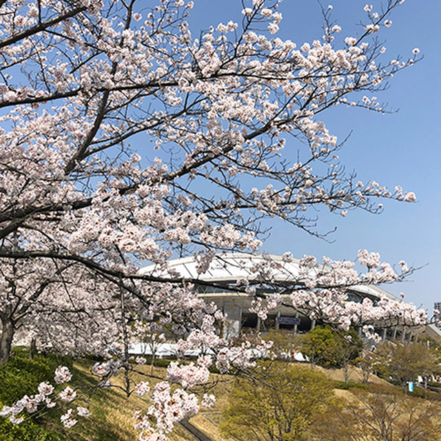 絶好の花見日和！