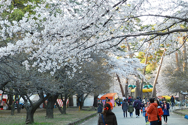 満開の桜のトンネルをくぐり抜け、いざスタジアムへ