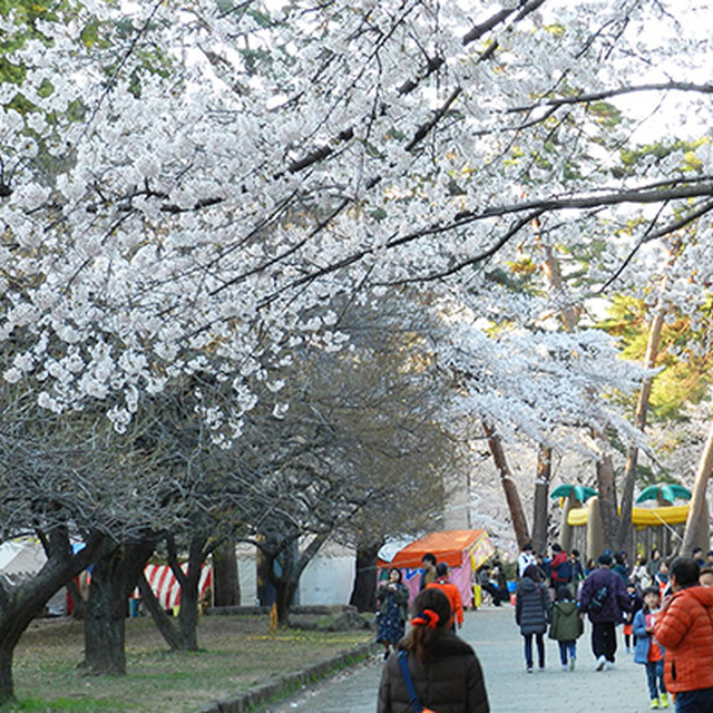 満開の桜のトンネルをくぐり抜け、いざスタジアムへ