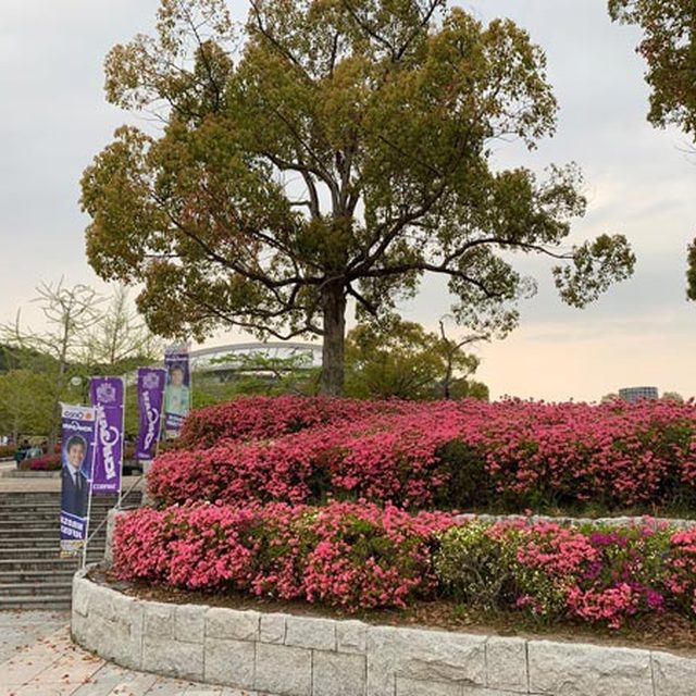 エディオンスタジアム周辺の花、芝桜も綺麗。