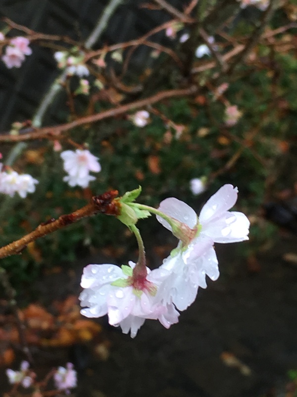 レクイエムロード・十月桜はバックスタンド待機列に沿って植樹されています