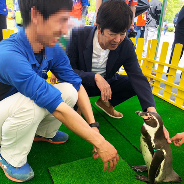 ペンギンと触れ合うのは...