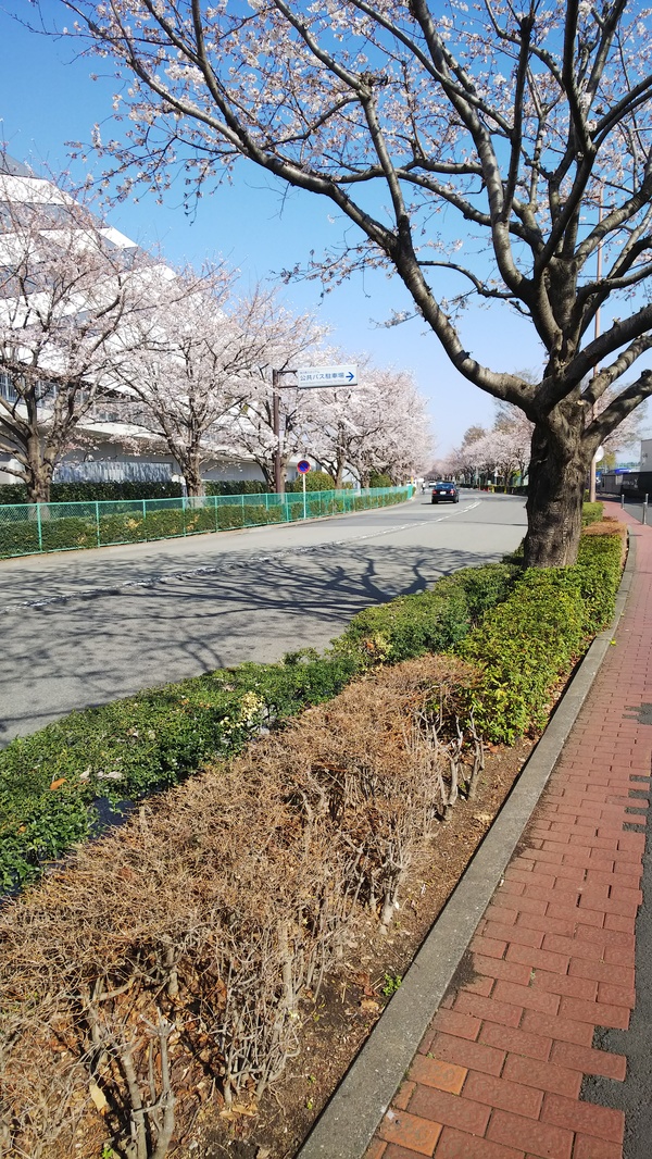 春は青空と桜がとても素敵です。