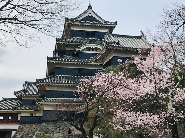 国宝松本城。桜が咲いていて華やか。まだまだこれから咲く木も沢山ありました。